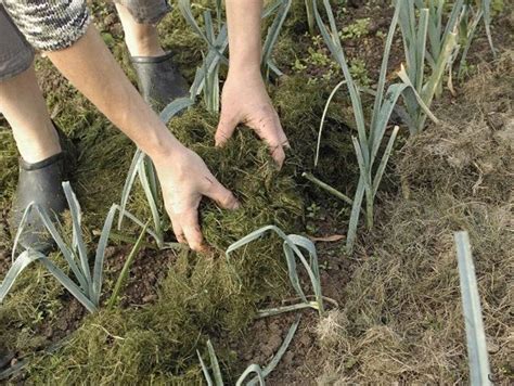 Pailler Les Massifs Et Le Potager