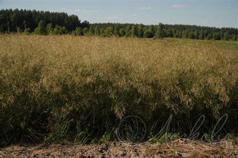Луговик дернистый (Deschampsia cespitosa `Bronzeschleier`) - Луговик ...