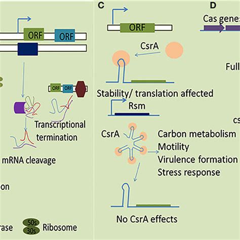 Simplified Representation Of Mechanisms By Which Srnas Function In