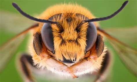 Flores Comprobadas Que Atraen A Las Abejas Gu A De Ottima