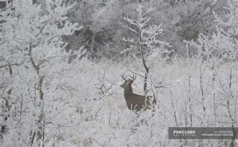 White-tailed Deer in winter snowcapped landscape — Deciduous Tree, One ...