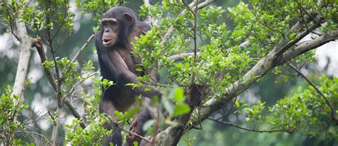 Days Rwanda Tour Nyungwe Forest Chimpanzee Rwanda