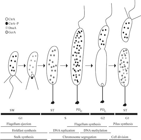 Figure 1 From Complex Regulatory Pathways Coordinate Cell Cycle