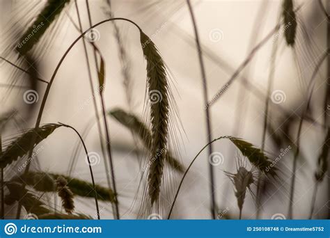 Growing Farming Field With Grain Cereal Ripening Wheat Waiting For Summer Harvest And