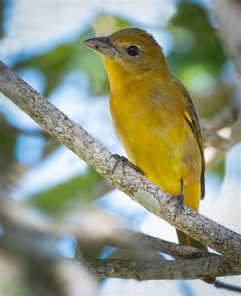 Summer Tanager Owen Deutsch Photography