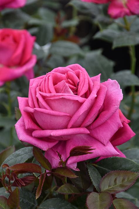 All My Loving Rose Rosa Fryrapture In Lake Forest California Ca At Green Thumb Nursery