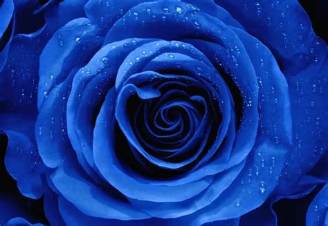 Flores Rosas Y Azules Significado Y Simbolismo Teleflor