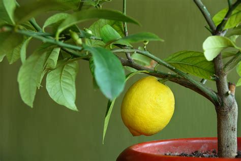 Pianta Di Limone In Vaso I Consigli Per Prendertene Cura Valfrutta