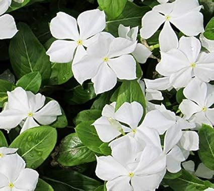 Kapebonavista White Periwinkle Madagascar Periwinkle Rosy Periwinkle