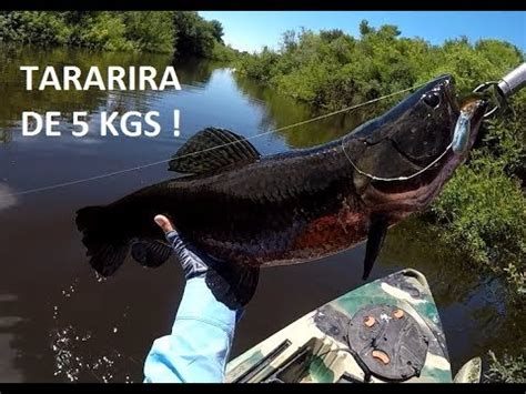 Pesca Tararira Tornasol En Kayak Youtube