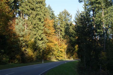 Fotos Gratis Rbol Bosque Planta La Carretera Hoja Temporada