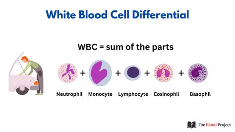 WBC Count • The Blood Project