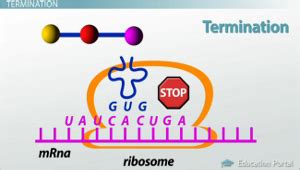 Translation In Biology Steps Process Lesson Study