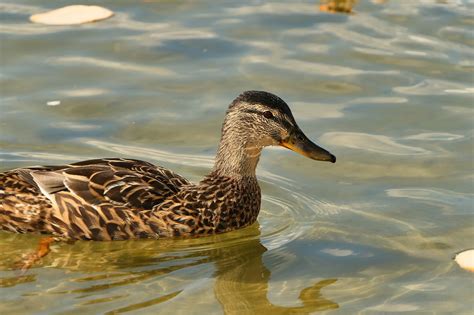 Ente Stockente Schnabel Kostenloses Foto Auf Pixabay Pixabay