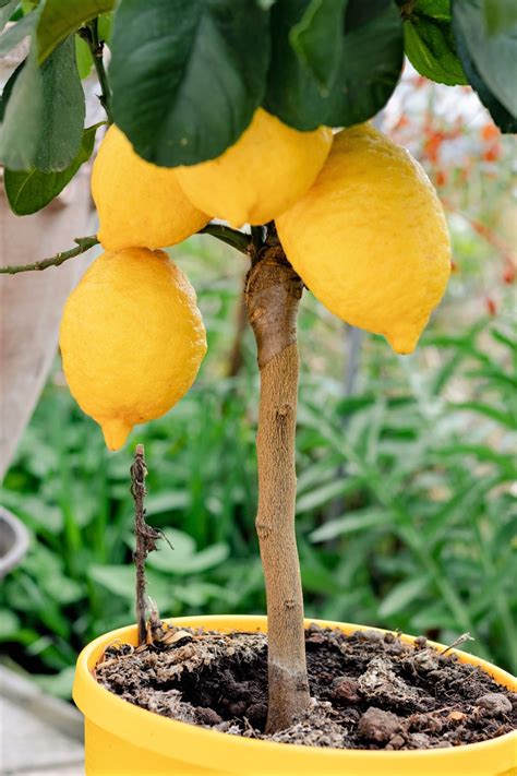 Poda Del Limonero Cómo Y Cuándo Según La Variedad