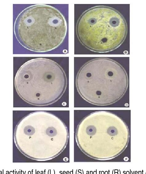 Antifungal Activity Phytochemical Analysis Of Solanum Nigrum L