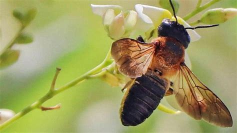 Descubren una nueva especie de abeja exótica en Mallorca Levante EMV