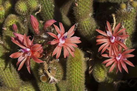 Hildewinteria Aureispina Plant Care & Growing Basics: Water, Light ...