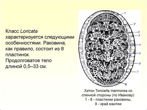 Тип Моллюски (Mollusca): общая характеристика - презентация онлайн