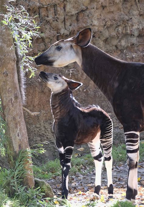 Baby okapi goes on display at Los Angeles Zoo | Nation and World | News