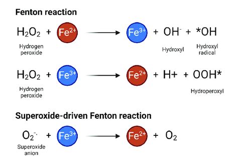 Fenton Reaction Ros