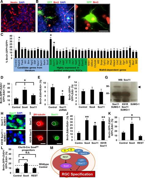 Overexpression Of Sox And Sox Is Sufficient To Promote Rgc