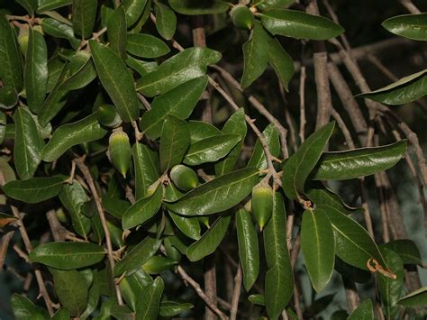 Encino Siempre Verde Live Oak Quercus Fusiformis Flickr