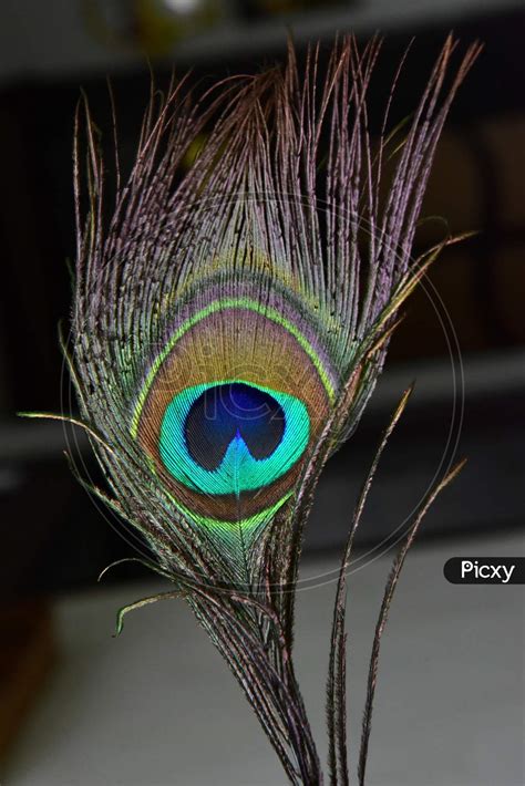 Indian Peacock Feather