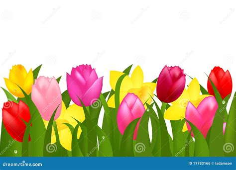 Border Of Spring Tulips And Narcissuses Vector Stock Vector