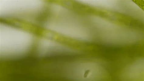 Chloroplast under a microscope. Cell div... | Stock Video | Pond5