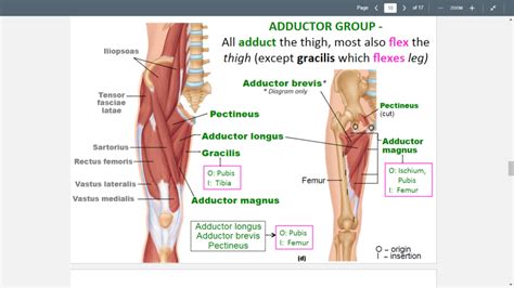 Muscles Of The Thigh Medial Diagram Quizlet