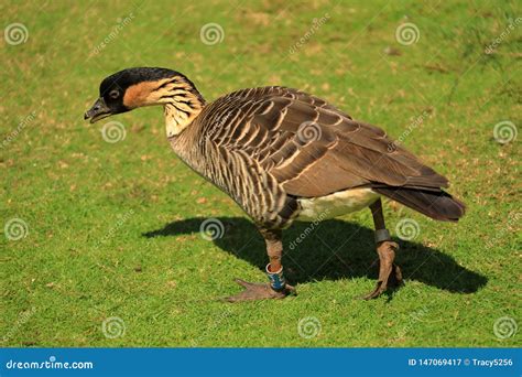 Nene Goose in hawaii stock image. Image of state, branta - 147069417