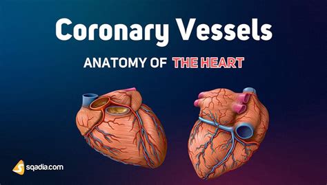 Anatomy of the Heart - Coronary Vessels