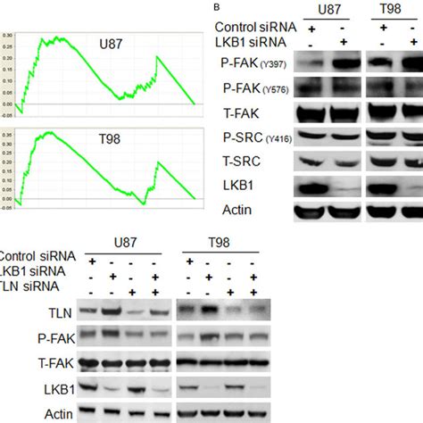 Impact Of Lkb Knockdown On Focal Adhesion Signaling Pathway A