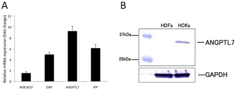 Relative Expression Of Angptl In Hcks And Hdfs Akr B Grp Angptl