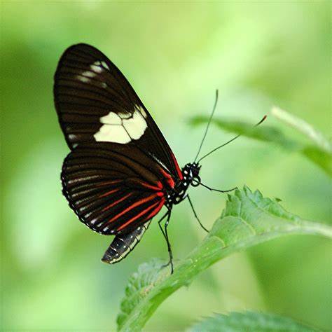 Heliconius Doris On Porterweed Leaf The Heliconius Laparus Flickr