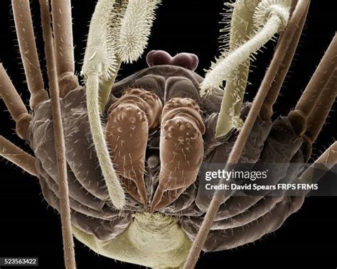 115 Harvestman Spider Stock Photos, High-Res Pictures, and Images ...