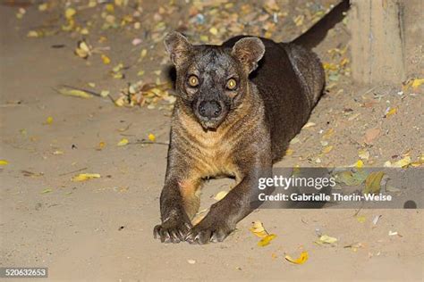 110 Fossa Madagascar Stock Photos, High-Res Pictures, and Images - Getty Images