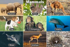 List Of Mammals With Pictures & Facts: Examples Of Mammal Species