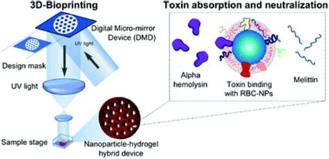 Fabrication And Characterization Of A D Bioprinted Nanoparticle