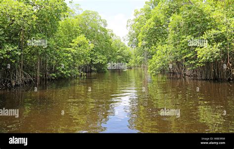 Black River Jamaica Hi Res Stock Photography And Images Alamy