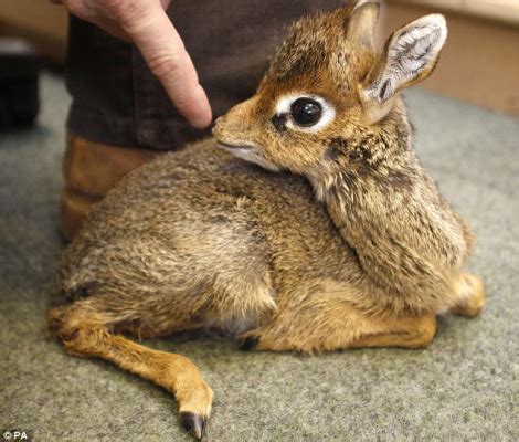 A Tiny Baby Dik-Dik - ZooBorns