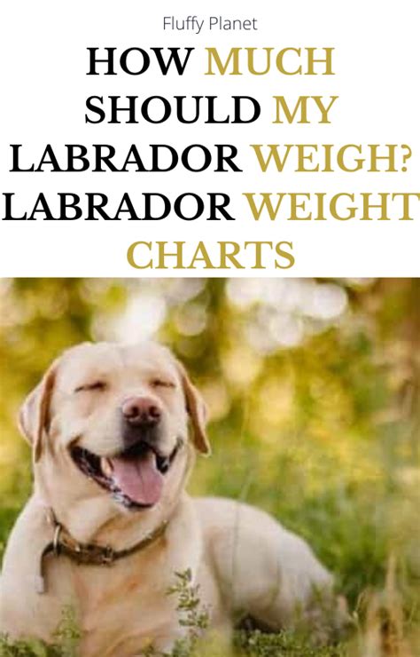 How Much Should My Labrador Weigh Labrador Weight Charts In 2021 Labrador Weight Weight