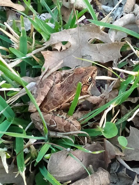 Southern Leopard Frog From McLennan County TX USA On April 5 2022 At