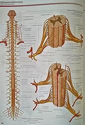 Gray s Atlas der Anatomie Deutsche Bearbeitung von Lars Bräuer Drake