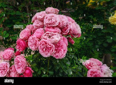 Pink Floribunda Rose Flowers on a garden Stock Photo - Alamy