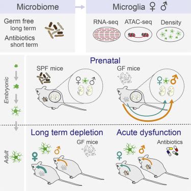Microbiome Influences Prenatal And Adult Microglia In A Sex Specific