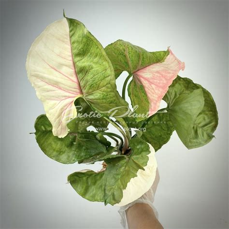 syngonium Strawberry Ice - exoticplantshop.org