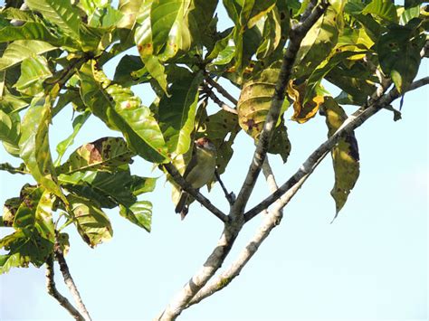 Foto Pitiguari Cyclarhis Gujanensis Por Belgrano Rekowsky Wiki Aves