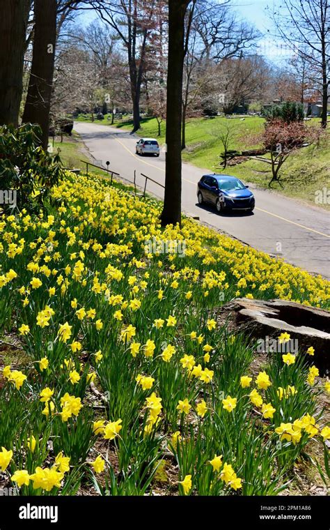 Daffodil Hill At Lake View Cemetery In Cleveland Ohio Full Of